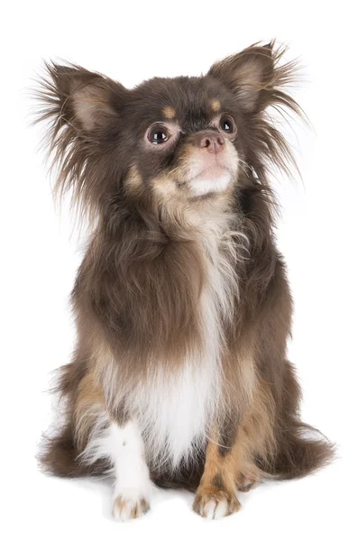 Chihuahua med tunga — Stockfoto