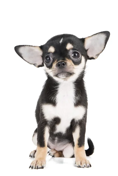 Chihuahua pup — Stockfoto