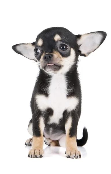 Chiot chihuahua — Photo