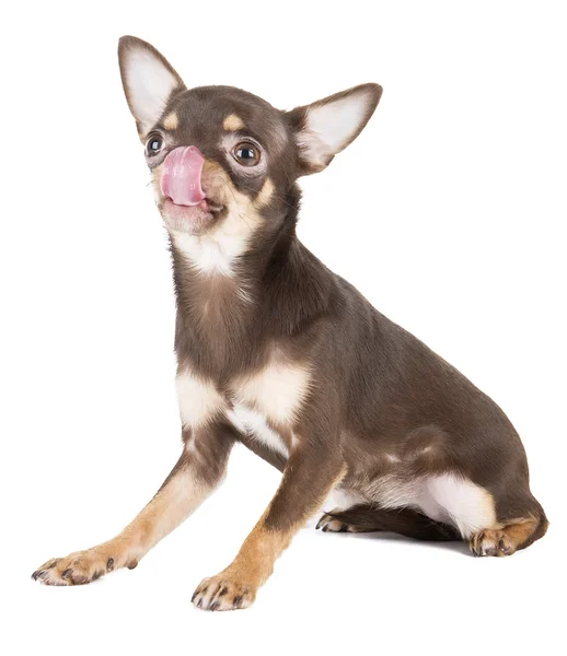 Chihuahua avec langue — Photo