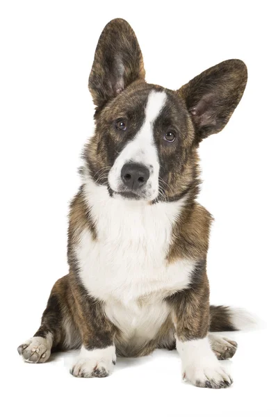 Cardigan Corgi galés —  Fotos de Stock