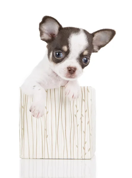 Chihuahua szczeniaka w pudełku — Zdjęcie stockowe