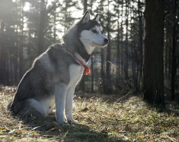 Siberian husky — Stockfoto