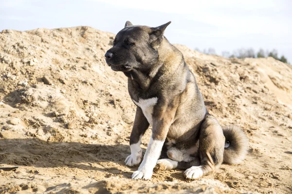 Akita américaine pour une promenade dans les bois — Photo