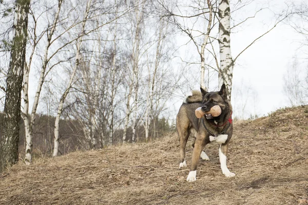 American Akita para um passeio na floresta — Fotografia de Stock