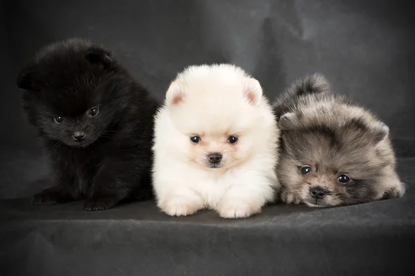 Cãozinho da Pomerânia — Fotografia de Stock