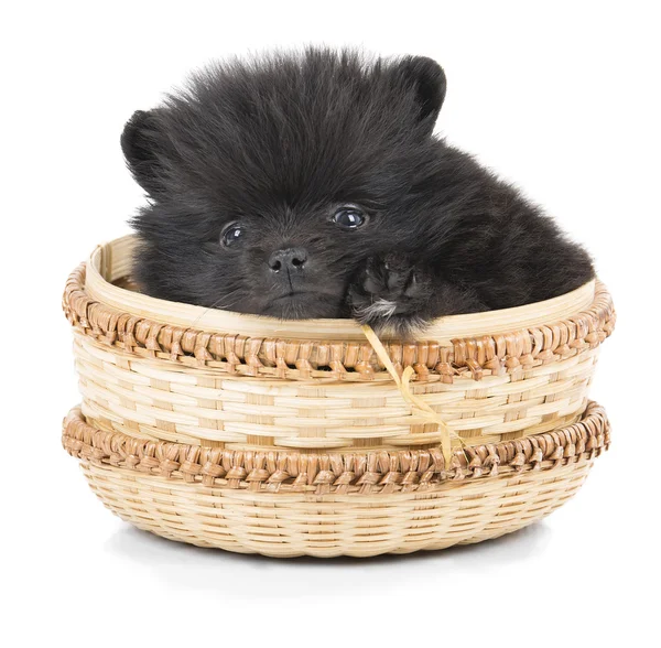 Spitz puppy in a basket — Stock Photo, Image