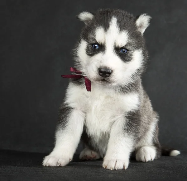 Siberian Husky — Stock Photo, Image