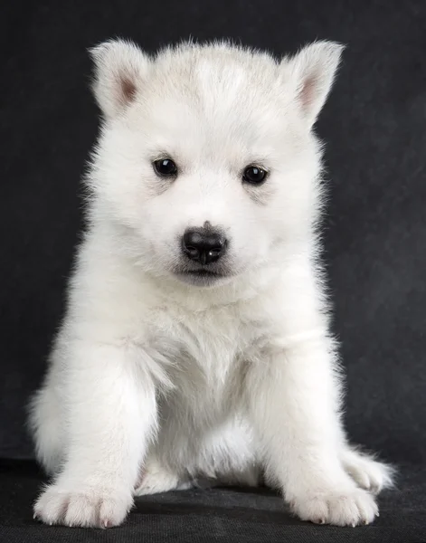 西伯利亚雪橇犬 — 图库照片