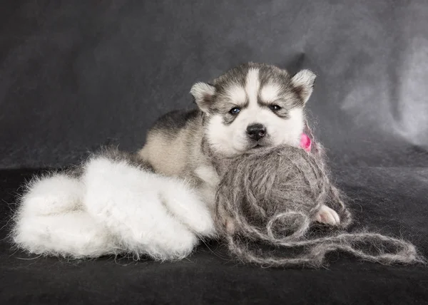 Husky sibérien — Photo