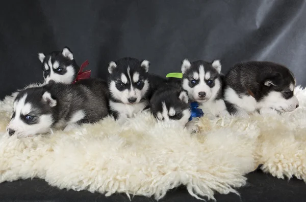 Sibirischer Husky — Stockfoto