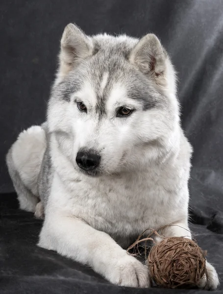 Sibiřský husky — Stock fotografie