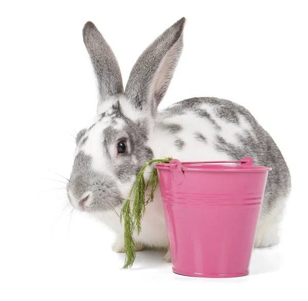 Rabbit with a bucket Stock Picture