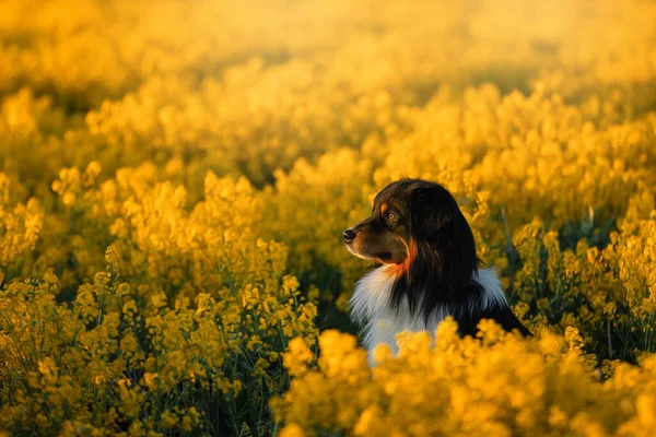 Retrato de un hermoso pastor australiano en un campo de colza. Aussie en un prado amarillo atardecer. —  Fotos de Stock