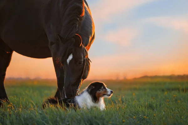 Ein Hund und ein Pferd. Freundschaft zwischen Hund und Pferd in der Natur — Stockfoto