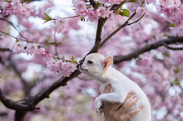Retrato de um belo chihuahua em flor de cereja. — Fotografia de Stock