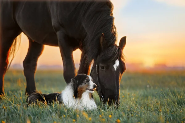 Un perro y un caballo. Amistad de un perro y un caballo en la naturaleza Imagen de archivo