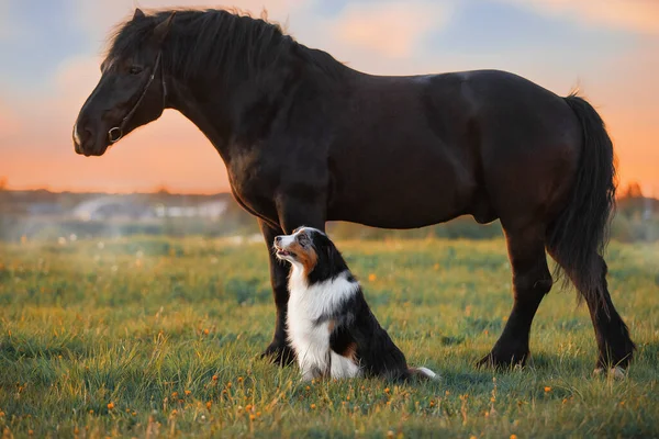 Собака и лошадь. Дружба собаки и лошади на природе Стоковая Картинка