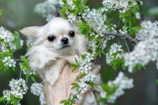 Retrato de um belo chihuahua em flores brancas. — Fotografia de Stock