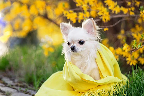 Retrato de um chihuahua bonito em um lenço amarelo em flores amarelas. — Fotografia de Stock