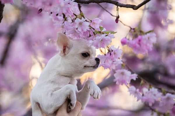 Portret pięknej chihuahua w kwiecie wiśni. — Zdjęcie stockowe