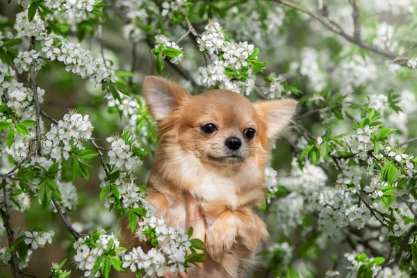 Portrait of a beautiful chihuahua in white flowers. — Stock Photo, Image