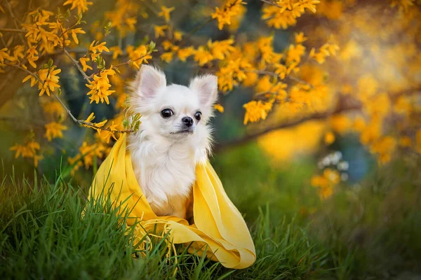 Ritratto di un bel chihuahua in sciarpa gialla in fiori gialli. — Foto Stock