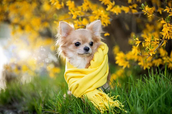Ritratto di un bel chihuahua in sciarpa gialla in fiori gialli. — Foto Stock
