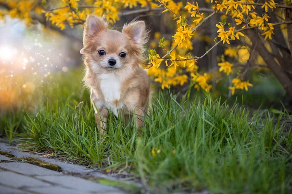 Portrait d'un beau chihuahua en fleurs jaunes. Photos De Stock Libres De Droits