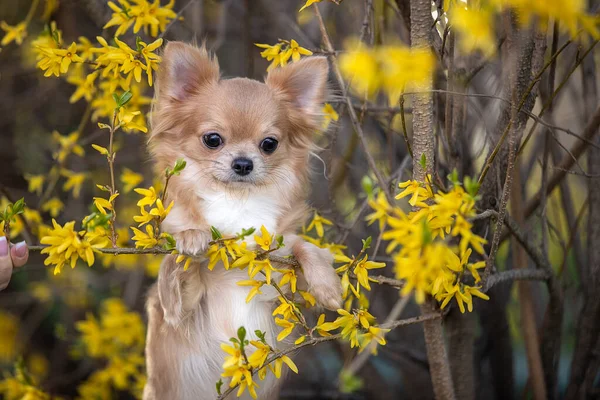 Retrato de una hermosa chihuahua en flores amarillas. Imagen de archivo