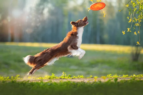 Border Collie catches a frisbee disc. — Stock Photo, Image