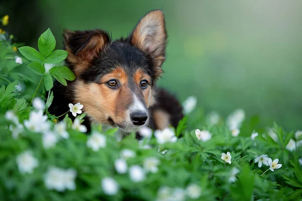 Portré egy gyönyörű Border Collie tavaszi virágok. — Stock Fotó