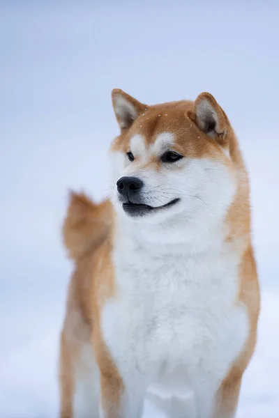 Ein schöner Hund der Shiba-Inu-Rasse im Winter auf Eis. — Stockfoto
