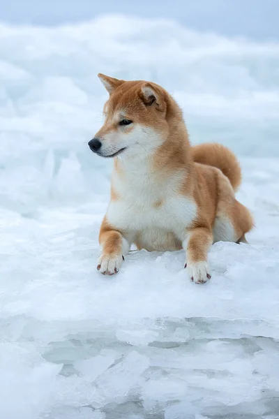 Piękny pies rasy Shiba Inu zimą na lodzie. — Zdjęcie stockowe