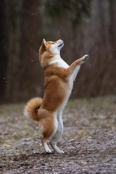 A beautiful dog of the Shiba Inu breed stands on its hind legs. — Stock Photo, Image