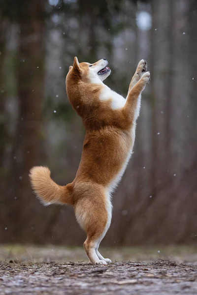 Um belo cão da raça Shiba Inu fica em suas patas traseiras. — Fotografia de Stock