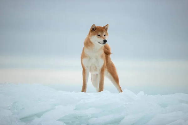 Een prachtige hond van het Shiba Inu ras in de winter op ijs. — Stockfoto