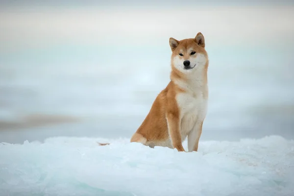 氷の上で冬の芝犬の美しい犬. — ストック写真