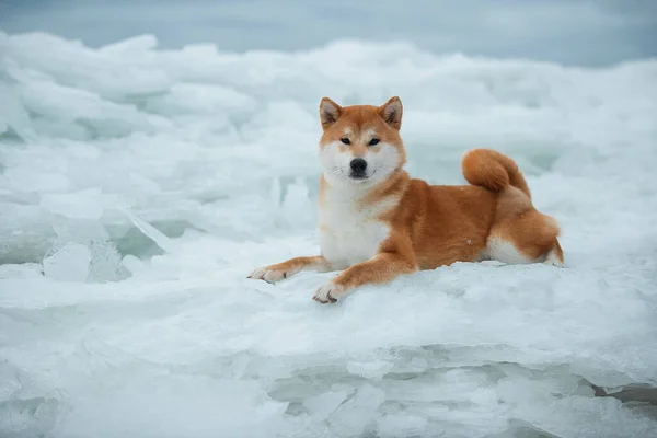 Piękny pies rasy Shiba Inu zimą na lodzie. — Zdjęcie stockowe