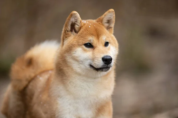 Un hermoso perro de la raza Shiba Inu. — Foto de Stock