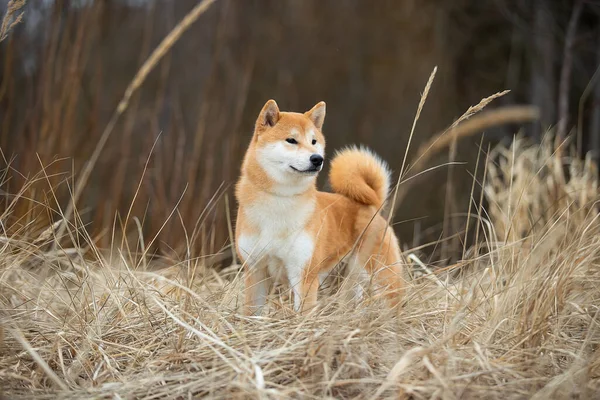Krásný pes plemene Shiba Inu. — Stock fotografie