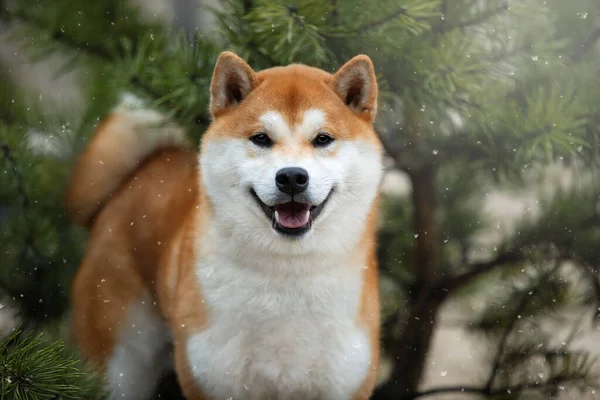 Un hermoso perro de la raza Shiba Inu en el invierno en el bosque. Imágenes De Stock Sin Royalties Gratis