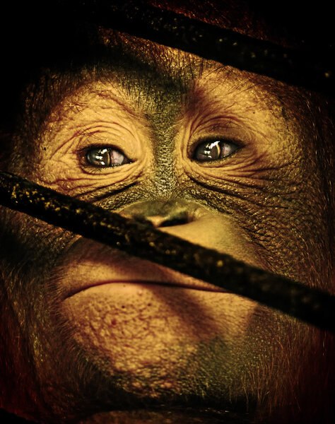 Baby Orang Utan behind the cage