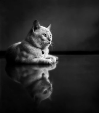 temiz yerde yatarken yavru kedi