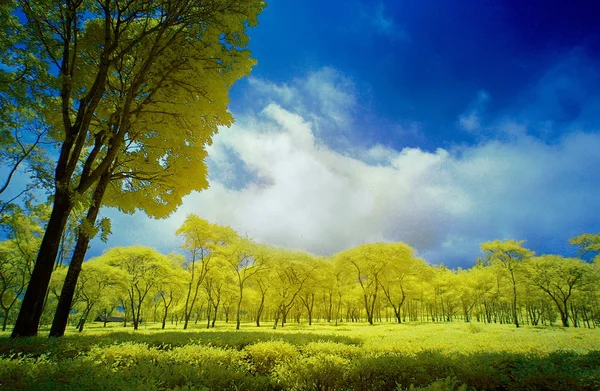 Arbre jaune et champ de thé sous le ciel bleu — Photo