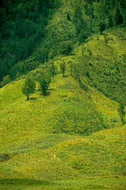 Yeşil kır manzarası ve ağaçlar Çift.