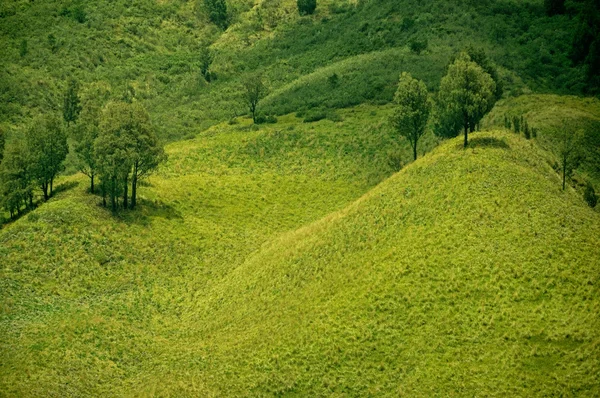 Πράσινο λιβάδι τοπίο και το ζευγάρι των δέντρων. — Φωτογραφία Αρχείου