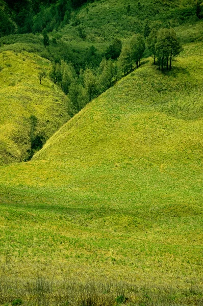 Grüne Prärielandschaft und ein paar Bäume. — Stockfoto
