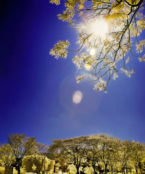 Golden trees under bright sun — Stock Photo, Image