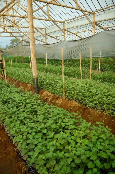 Young seed Chrysanthemum plant inside greenhouse — Stock Photo, Image